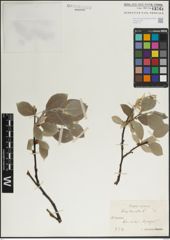 Foto von Salix lanata L.